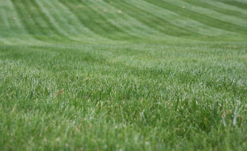 Experienced Lawn Edging Specialists